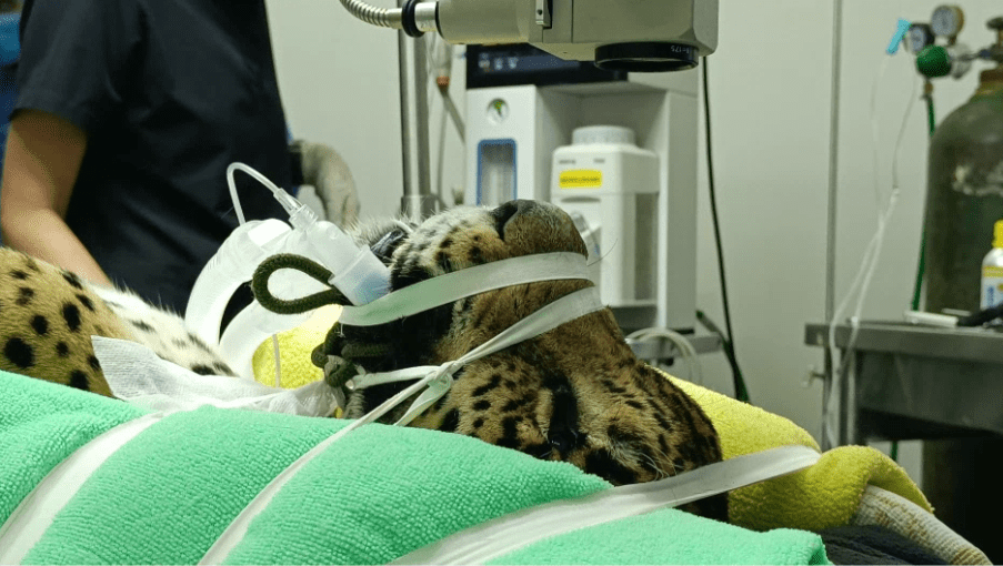 Se realizó la primera cirugía de cataratas en el país a un jaguar de la Hacienda Nápoles