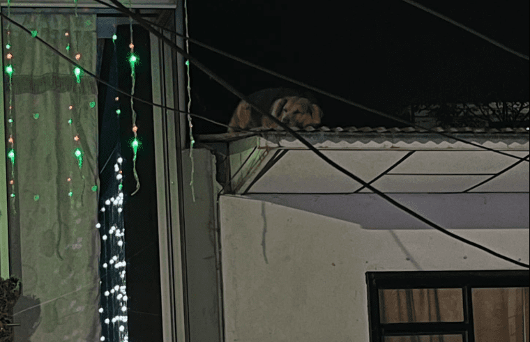 Perrito se subió al techo de una casa asustado por la pólvora