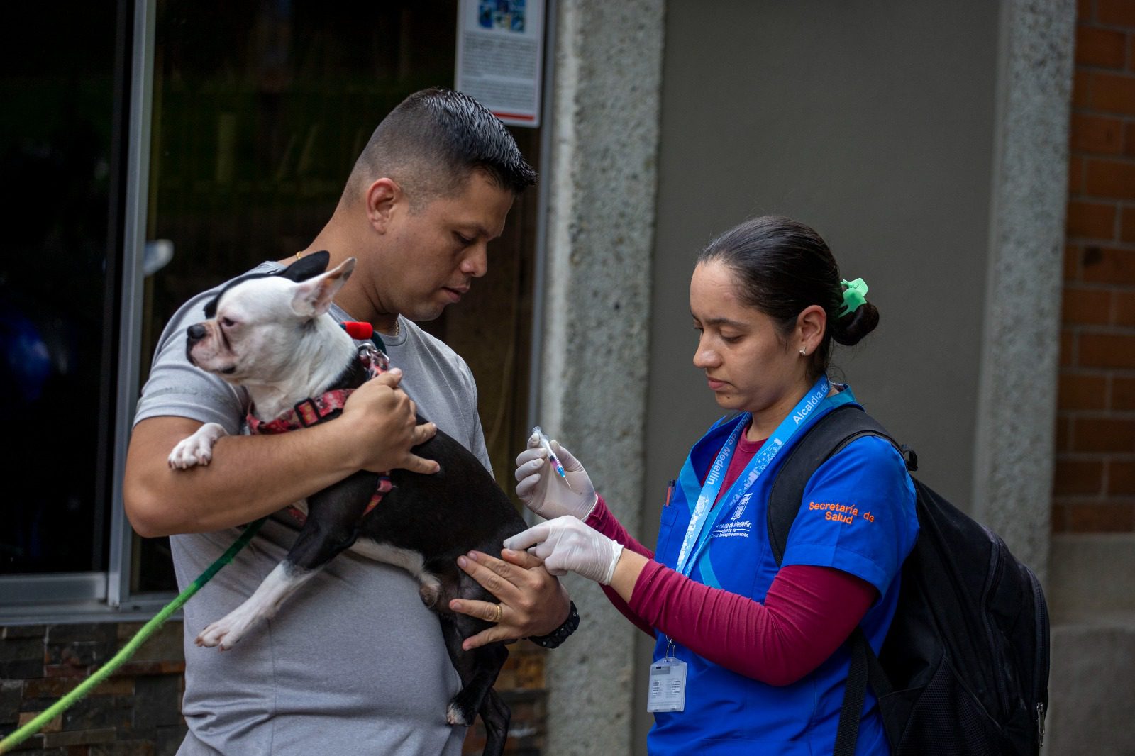 Medellín tendrá jornadas gratuitas de esterilización de animales: son 200 cupos diarios