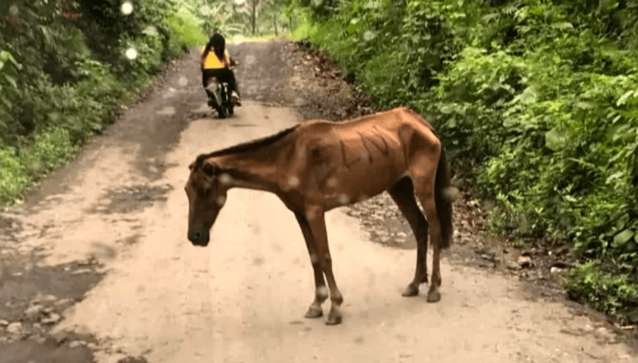 Cerca de 600 desplazados en Catatumbo dejan enfrentamientos de ELN con disidencias de las FARC