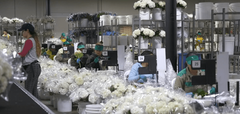 Estas son las flores que más exportan los floricultores para regalar en San Valentín