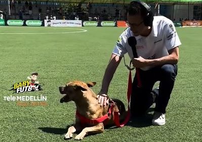 Final feliz para el perrito que fue abandonado cuando se jugaba el Babyfútbol