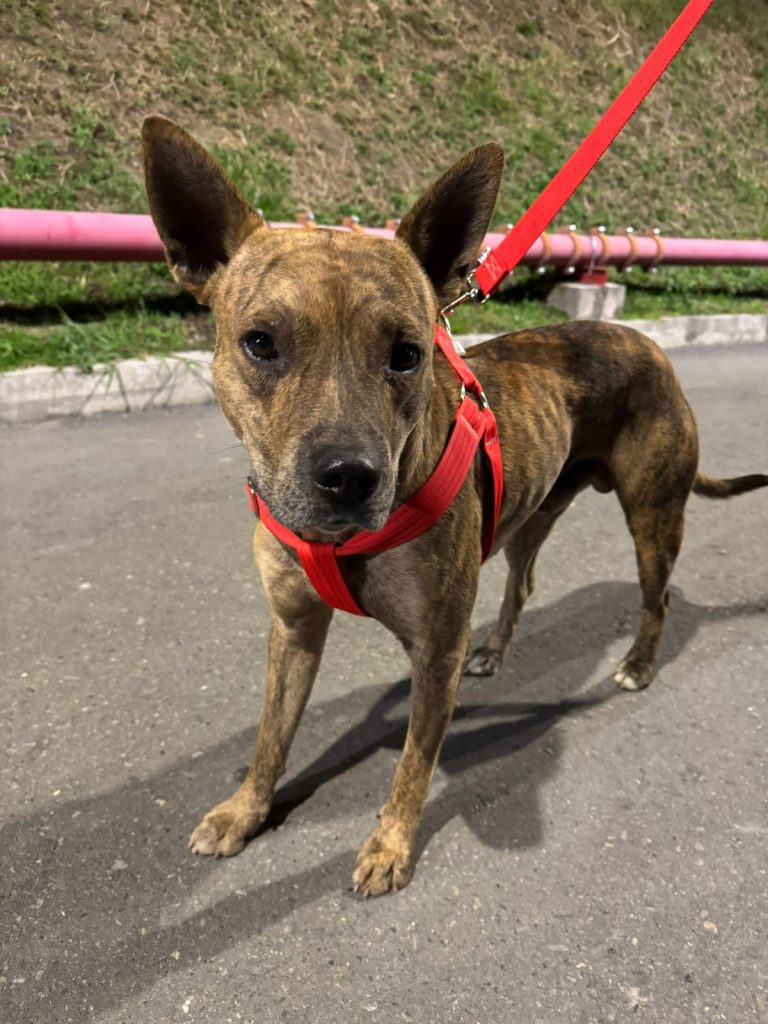 ¿Lo quiere adoptar Este perrito fue abandonado en el estadio y busca familia