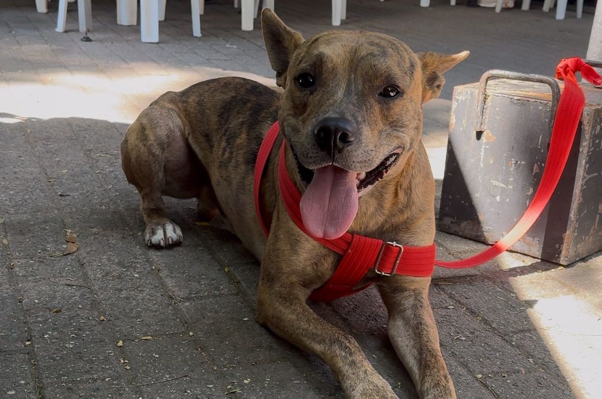 ¿Lo quiere adoptar Este perrito fue abandonado en el estadio y busca familia