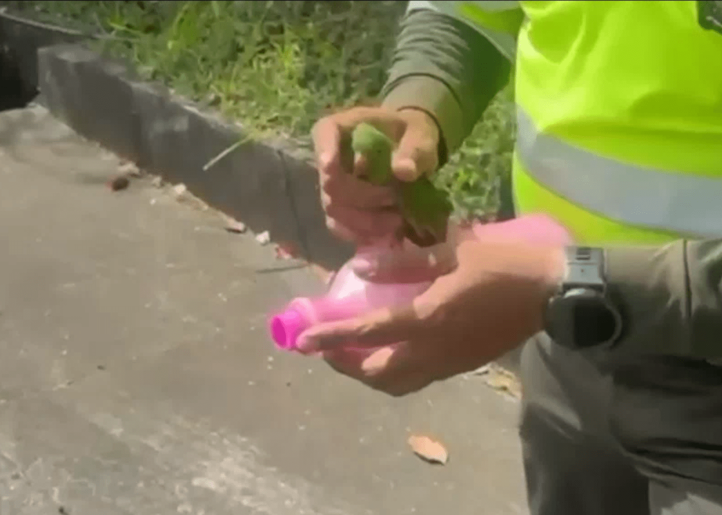 Motociclista llevaba un periquito en un termo