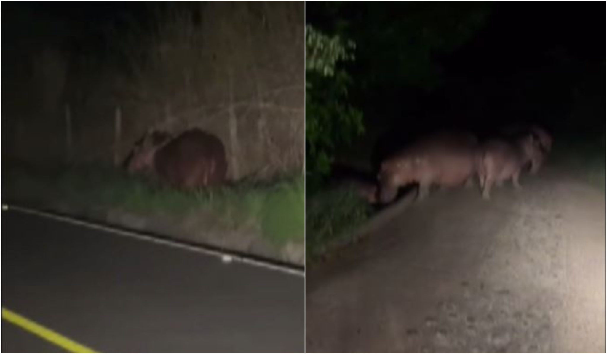 ¡Qué susto! Motociclista se encontró un hipopótamo en plena vía a Puerto Nare