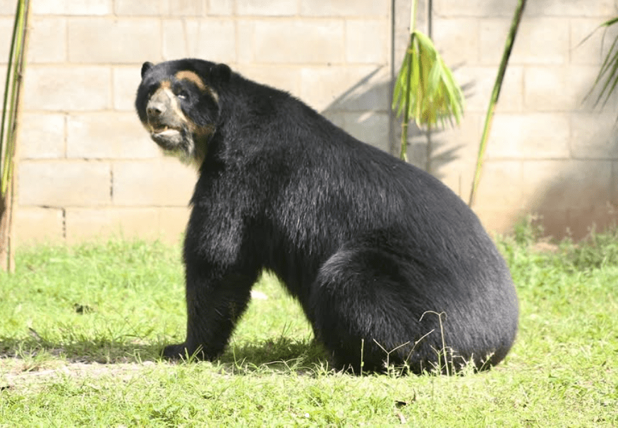 Parque de la Conservación, un espacio para visitar y aprender del mundo animal