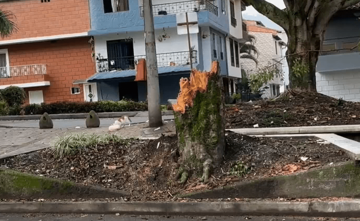 A una mujer le cayó un árbol y se encuentra en cuidados intensivos