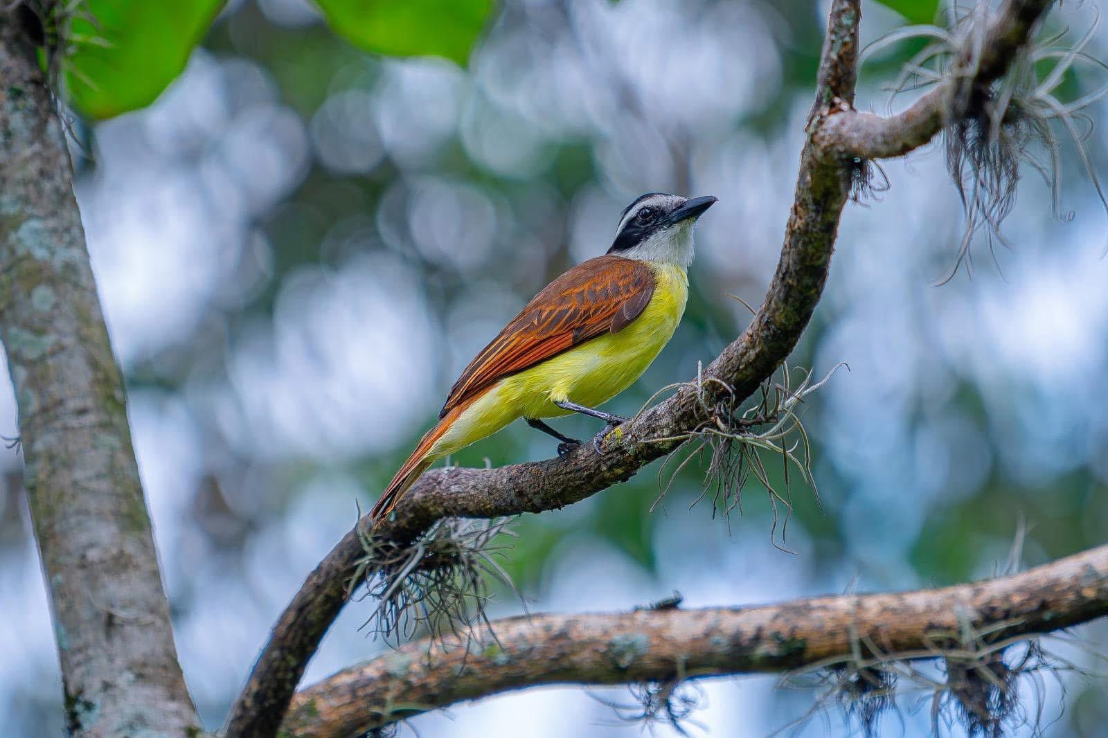 Liberan más de 200 aves víctimas de tráfico de fauna