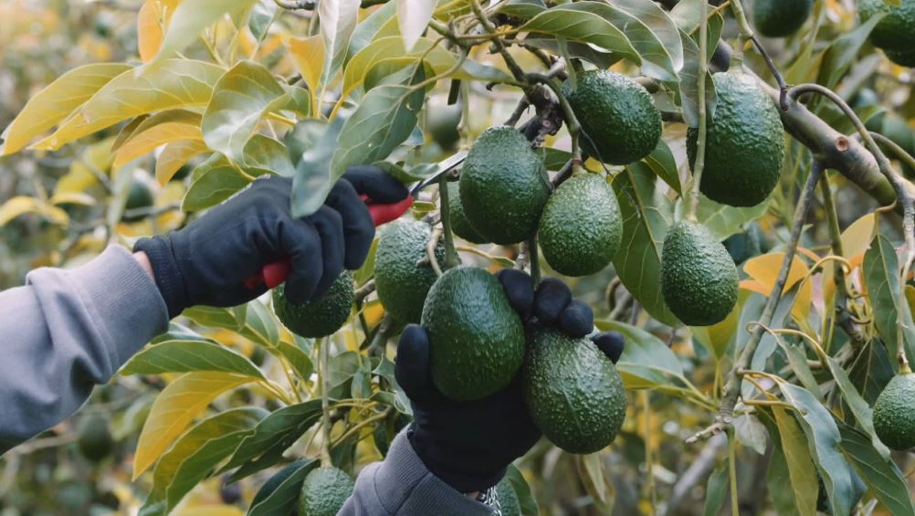 Aguacate Hass colombiano, protagonista en la final del Super Bowl