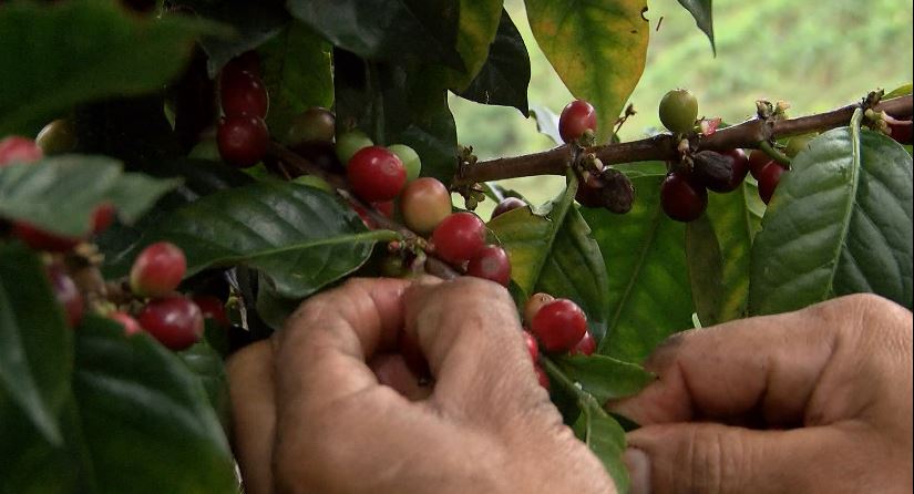 Cafeteros estarían siendo extorsionados por el alto precio en la venta de su cosecha