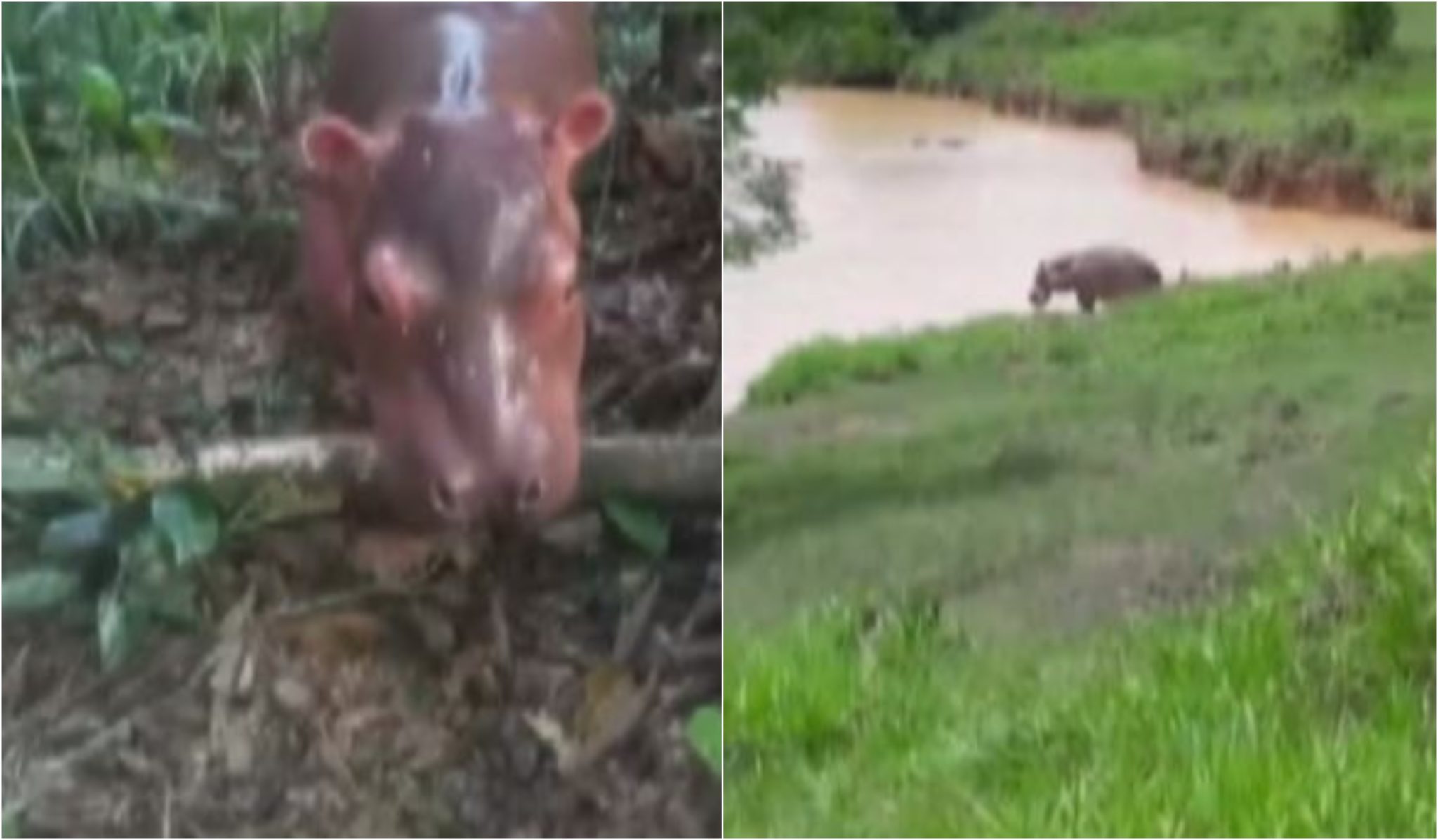 Familia antioqueña tiene como mascota a un hipopótamo