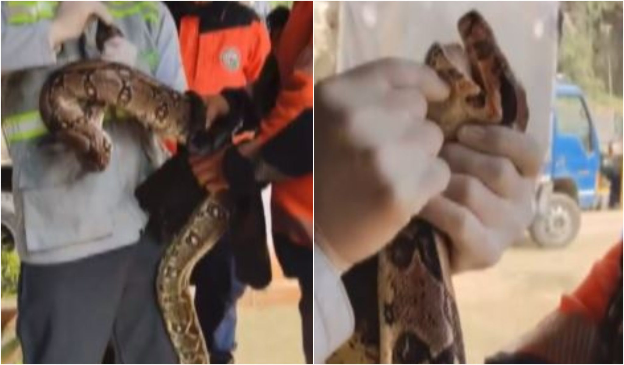 Serpiente de 3 metros fue hallada en un local comercial en Bello