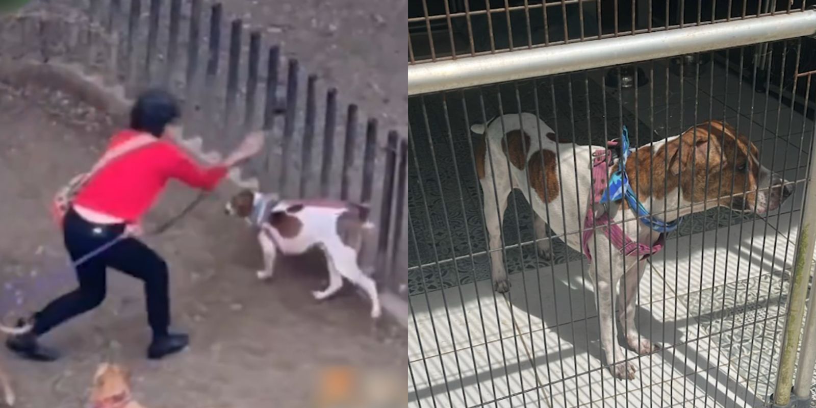 Perrito era maltratado por adulta mayor cuando era sacado a pasear