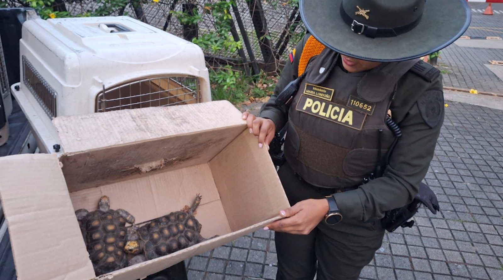 Rescatan más de 70 animales silvestres que eran comercializados en el Valle de Aburrá