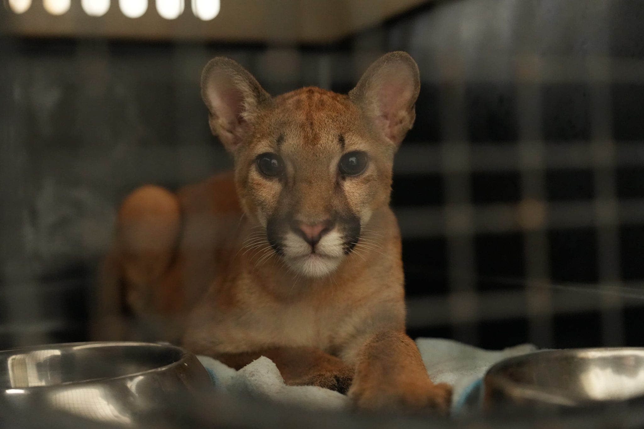 Hallan Puma en vehículo durante control de rutina en Giradota