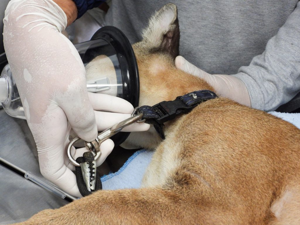 Hallan Puma en vehículo durante control de rutina en Giradota 