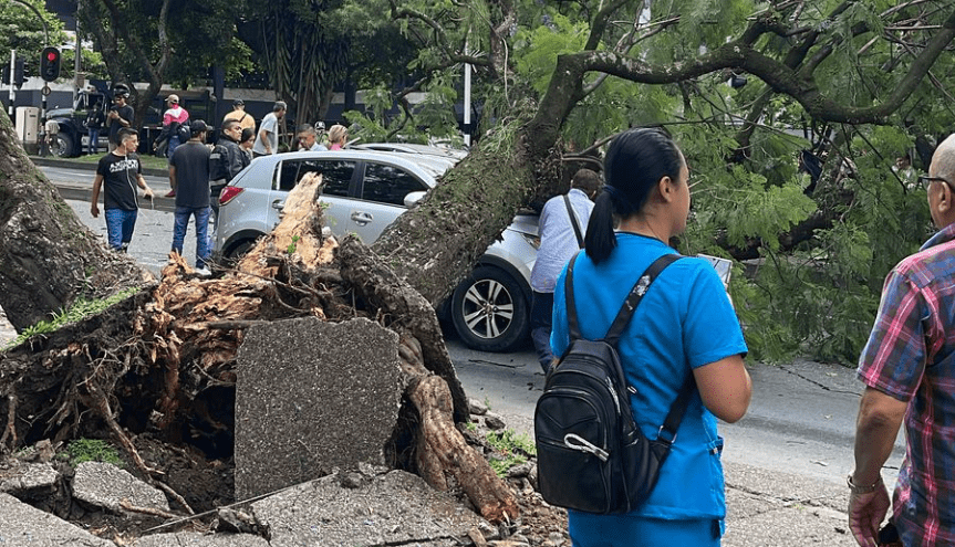 Caída de un árbol en la carrera 80 deja tres vehículos afectados