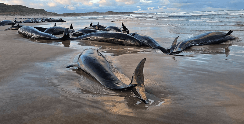 ¡Qué tragedia! Decenas de falsas orcas quedaron varadas en playa de Australia