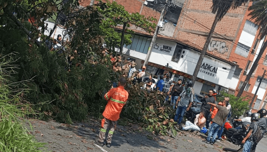 Desplome de árbol en la avenida 33 deja cuatro heridos