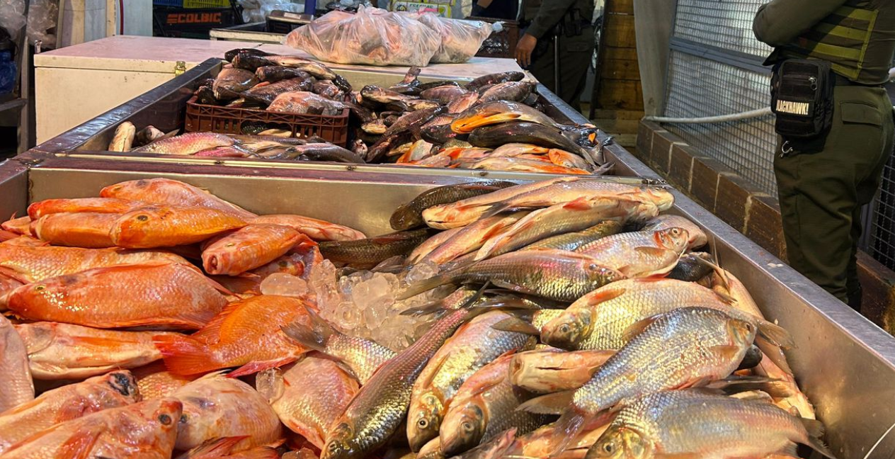 Incautan 300 kilos de pescado por malos procedimientos