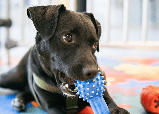 La Perla adelanta jornadas de adopción para encontrarles hogar a perros y gatos