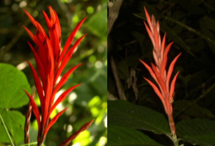 Esta es la planta descubierta en el cerro Tusa, única en el mundo