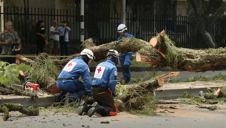 Así va la intervención de árboles en Medellín, según autoridades