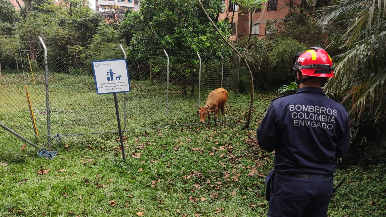 [Video] Vaca suelta en Envigado embistió a transeúntes