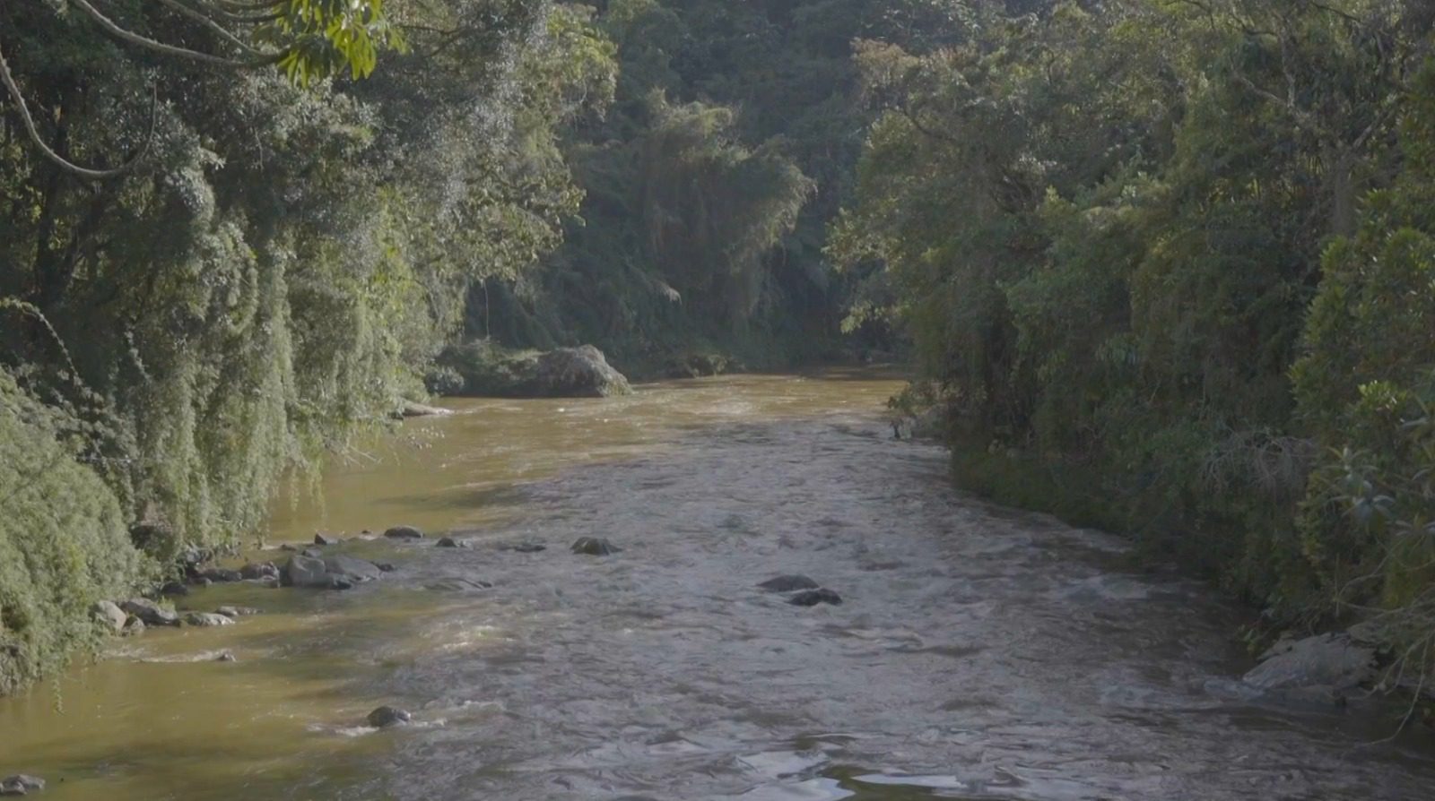 EPM superó meta de protección de cuencas hídricas: ya acumula más de 139 mil hectáreas