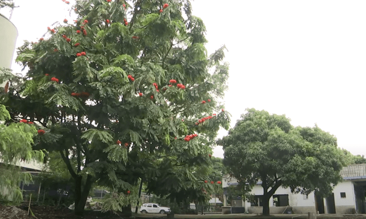 Un árbol de 40 años será trasplantado por construcción de nuevo Palacio de Justicia