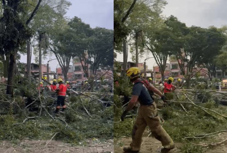 Desplome de árbol en Villa Hermosa deja cinco lesionados