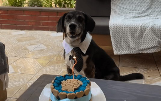 [Video] Luego de vivir en la calle, perrito tuvo celebración de cumpleaños