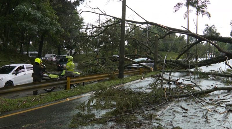 ¿Quién responde en caso de que un árbol caiga sobre su carro o sobre su integridad?