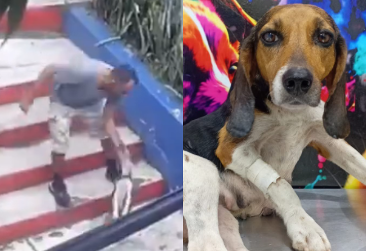 Habla taxista tras ser multado por abandonar a perrita con fractura en la columna
