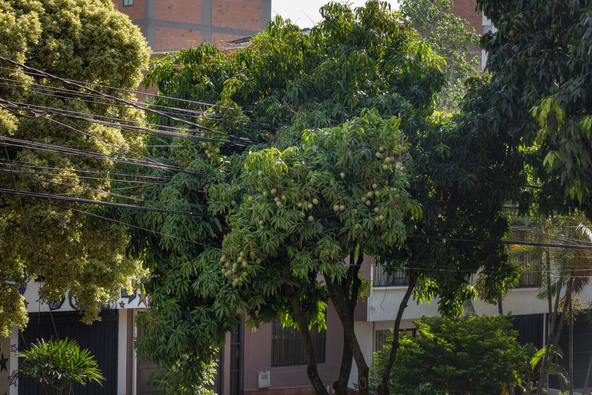 Árboles urbanos, aliados en la lucha por un aire más limpio en Medellín