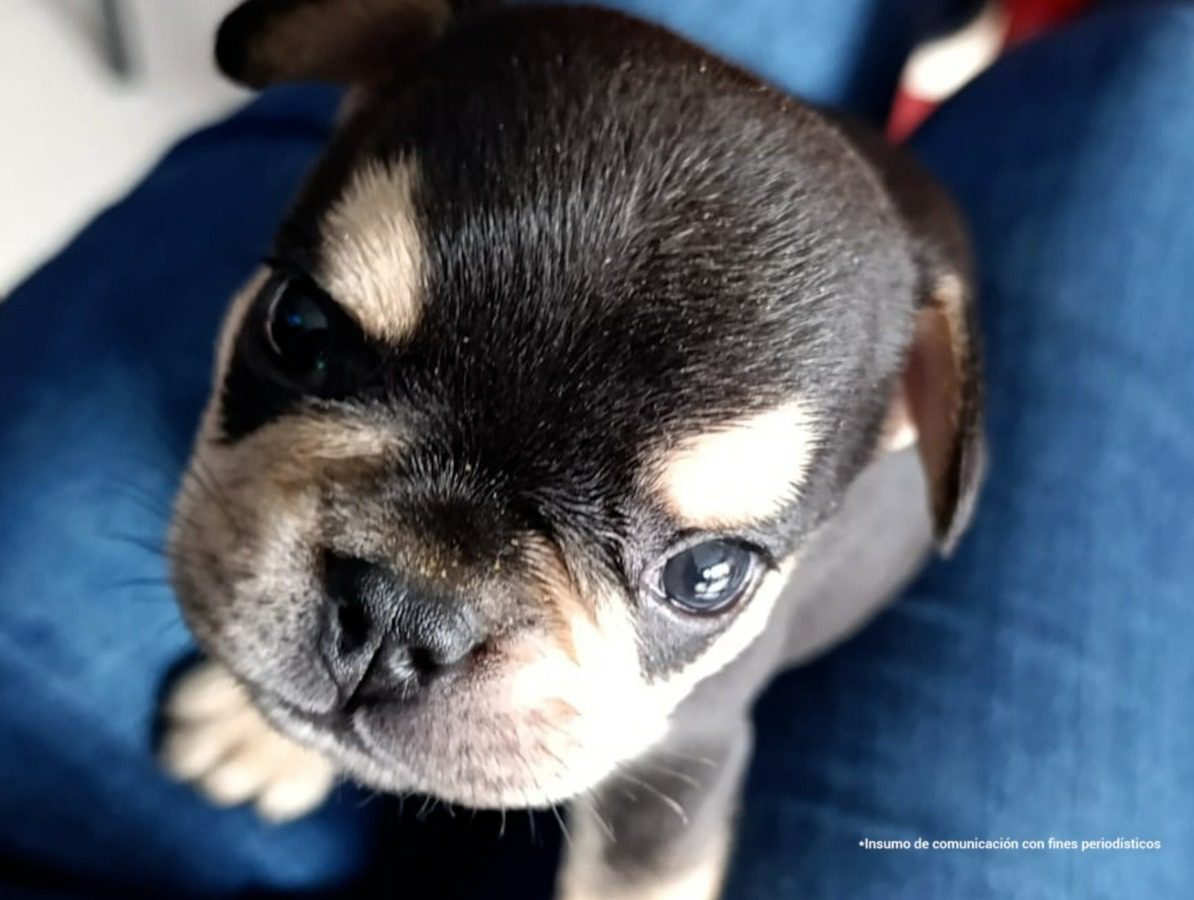 Imputan a hombre delito de maltrato animal por la muerte de un cachorro de dos meses