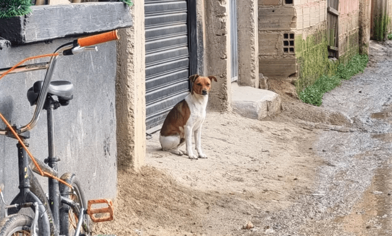 Realizarán recolectón en Caldas para animales callejeros este domingo