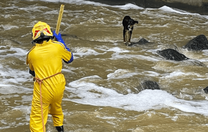 Rescatan a perrito que estaba atrapado en la quebrada La Iguaná