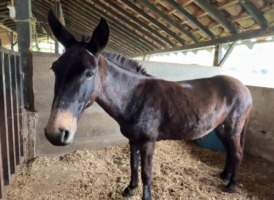 Caballos, cerdos, gallinas y patos, entre los animales que están en adopción en Medellín