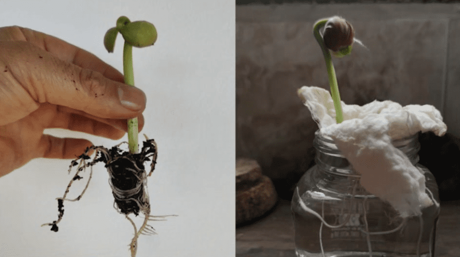 Crean huerta para producir alimentos usando la inteligencia artificial en un barrio de Medellín