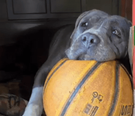 Este es Aslan, el perrito que iba a ser desalojado de su casa hecha por la comunidad en Manrique