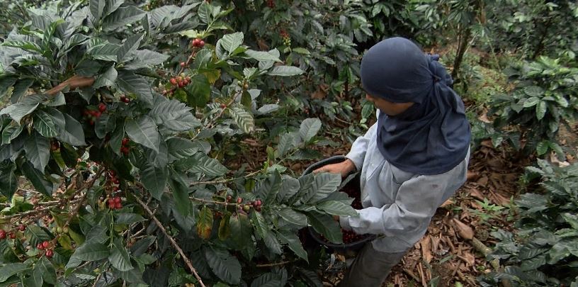 Las fuertes lluvias también afectan las cosechas y la producción del café