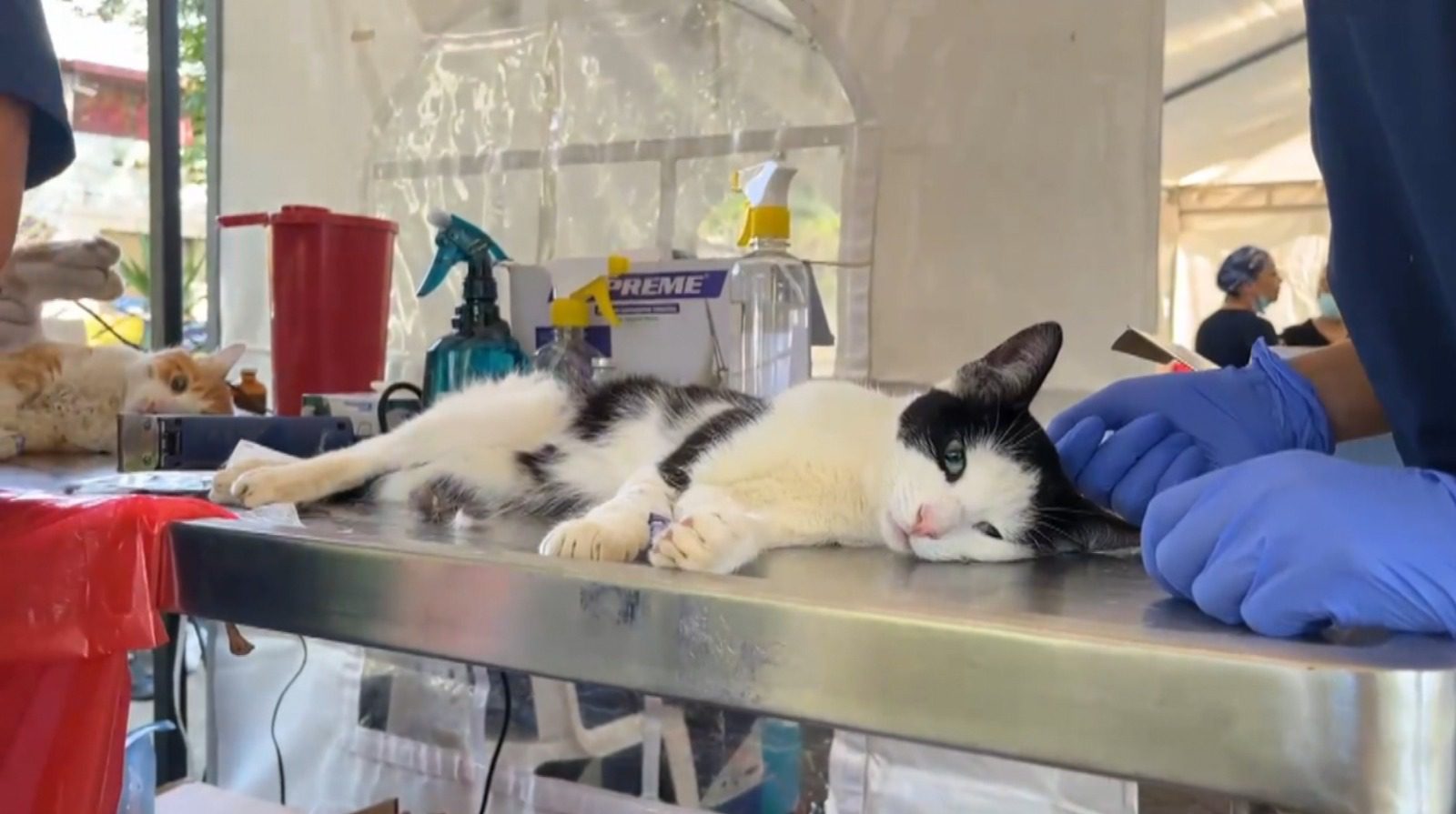 Habrá esterilización gratuita para mascotas en Medellín: así puede inscribirse