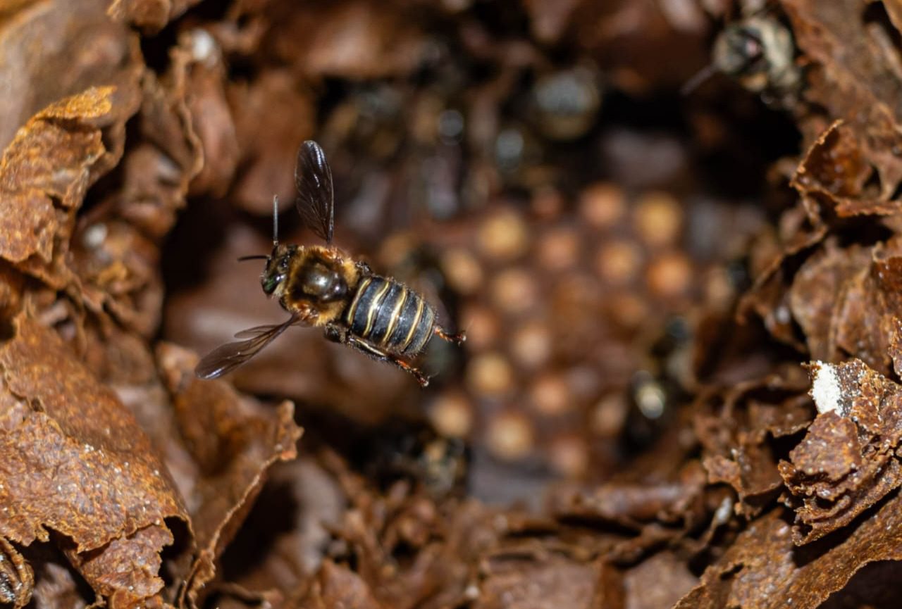 Encuentran especie de abeja nunca antes vista en Medellín: por esto se diferencia