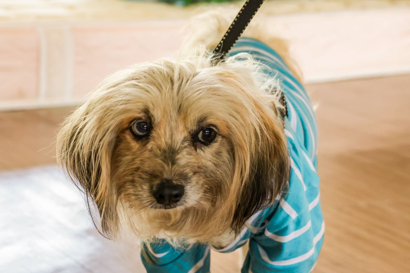 Solicitan apoyo en Sabaneta para atención de mascotas afectadas por emergencias