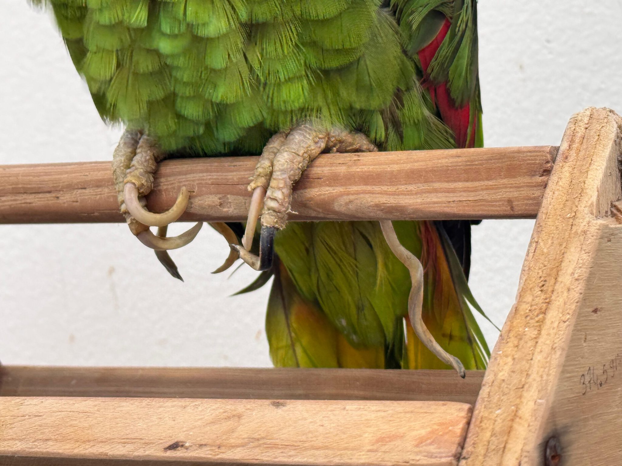 32 años de cautiverio de una lora frentiamarilla evidencian el impacto del tráfico de fauna en el Valle de Aburrá