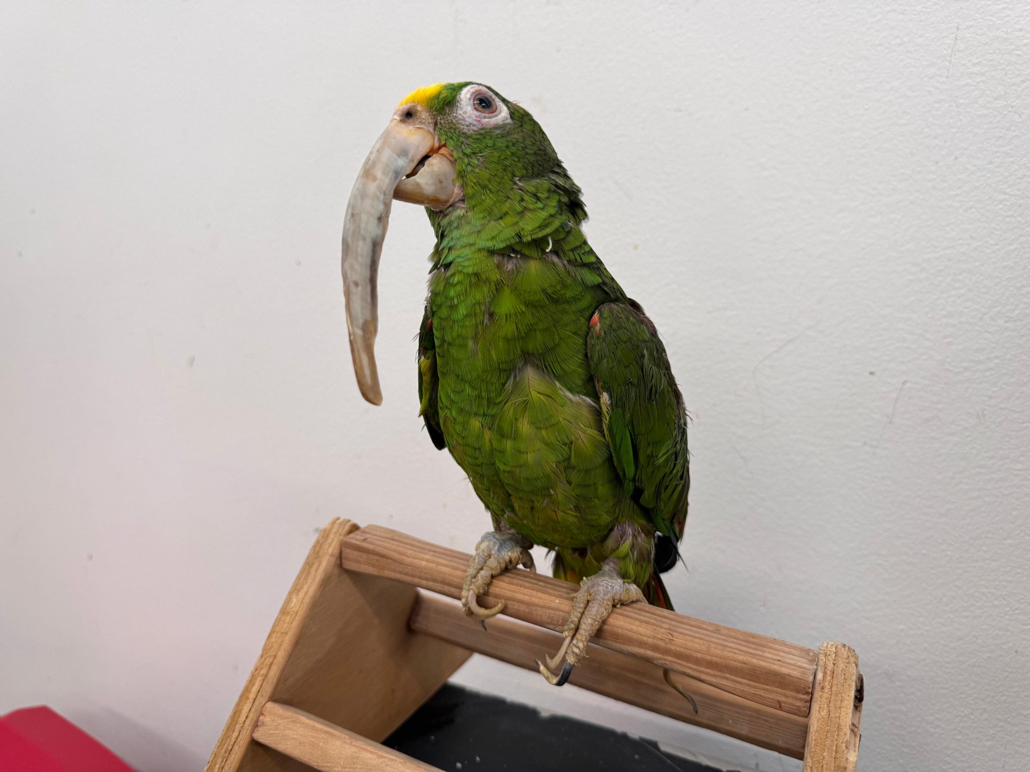 Tener este animal como mascota le puede generar sanciones económicas y penales 