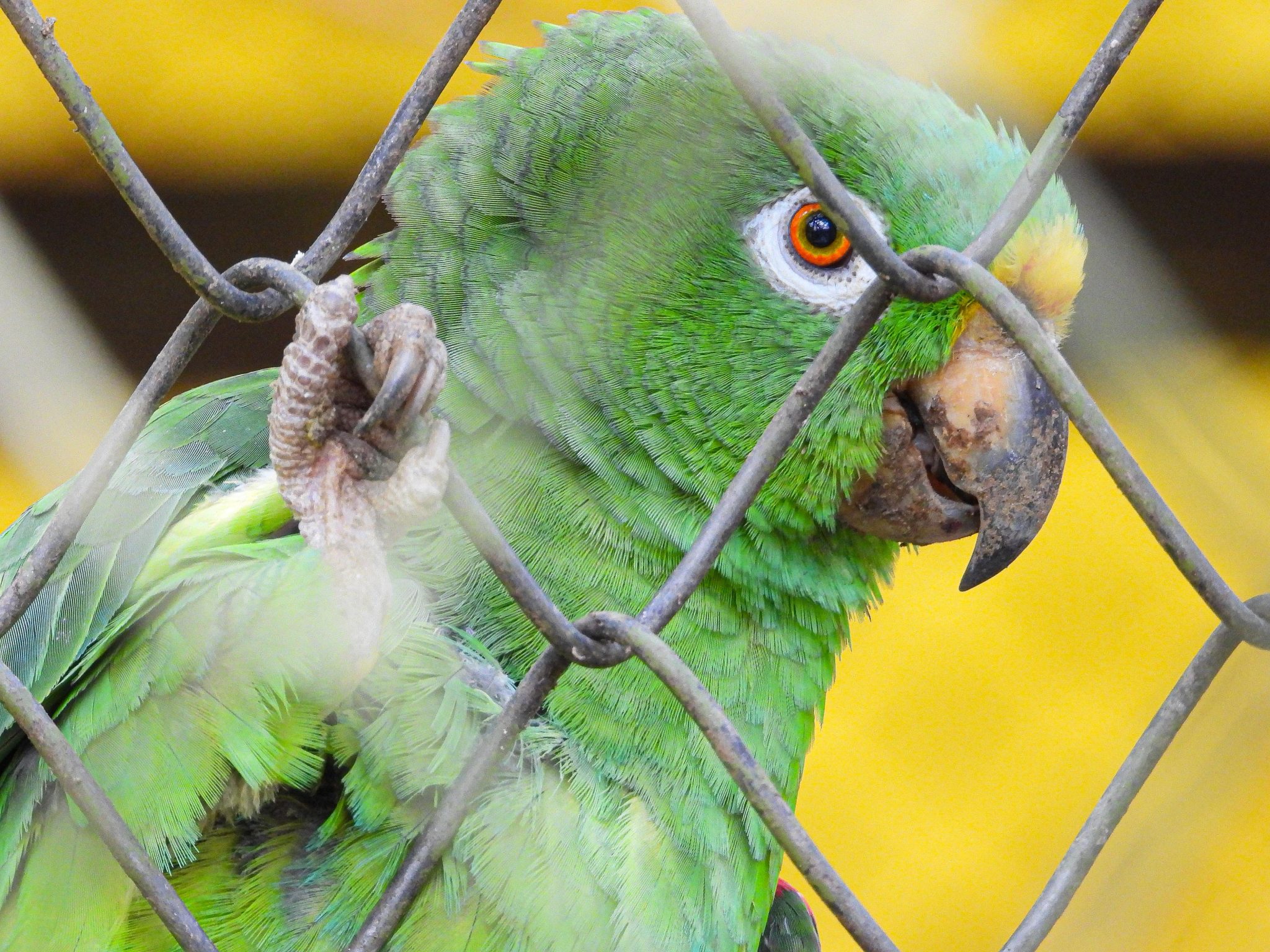 Tener este animal como mascota le puede generar sanciones económicas y penales