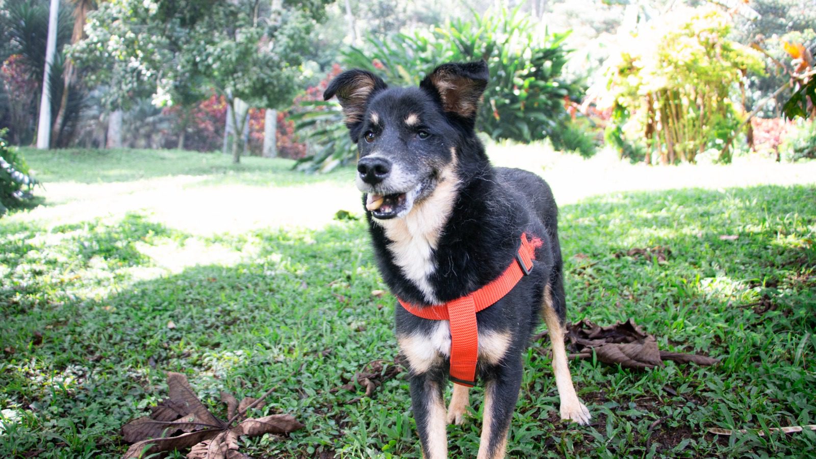 perrito geriatrico